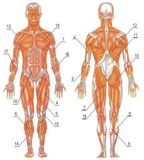 Группы мышц