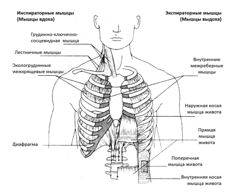Мышцы обеспечивающие внешнее дыхание