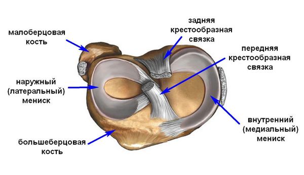 Какой бандаж ZAMST выбрать при травме мениска