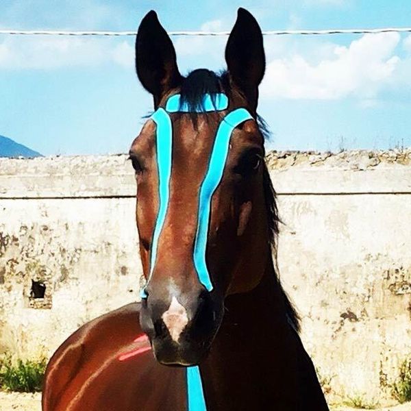 Kinesio представляет тейпы для животных