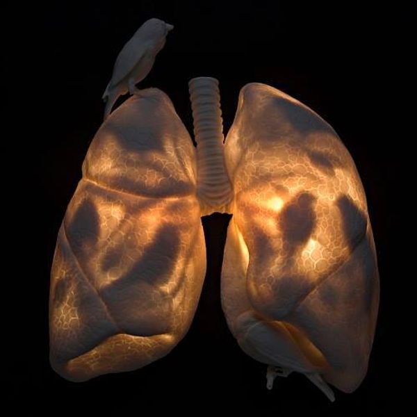 Как работают ваши легкие